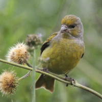 Cape Canary